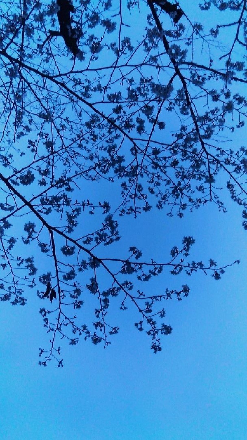 発達障害・ASD・ADHD・福田剛・a.k.aだぁ君・日記・夜桜