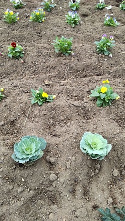 発達障がい者・福田剛・a.k.aだぁ君・パンジーと葉牡丹の花壇